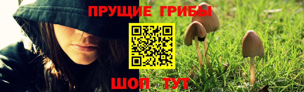 Псилоцибиновые грибы Cubensis Лосино-Петровский